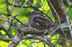 Lesser Nighthawk